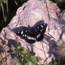 Limenitis reducta Staudinger 1901的圖片