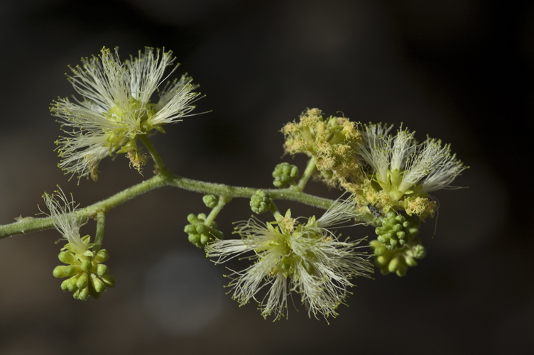 Plancia ëd Pithecellobium dulce (Roxb.) Benth.