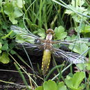 Image of Broad-bodied chaser