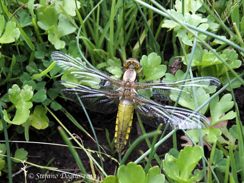 Image of Broad-bodied chaser