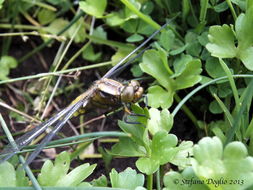 Image of Broad-bodied chaser