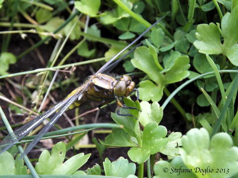 Image of Broad-bodied chaser