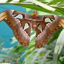 Imagem de Attacus atlas (Linnaeus 1758)