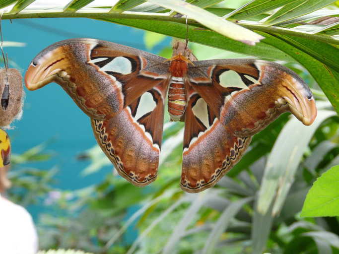 Image of atlas moth