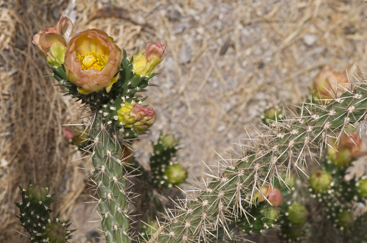 Image of <i>Cylindropuntia viridiflora</i>