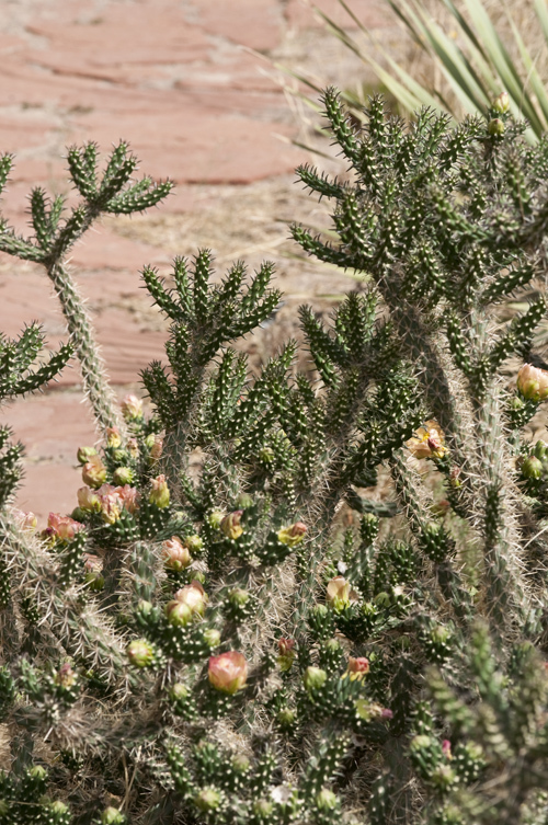 Image of <i>Cylindropuntia viridiflora</i>