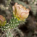 Imagem de <i>Cylindropuntia viridiflora</i>