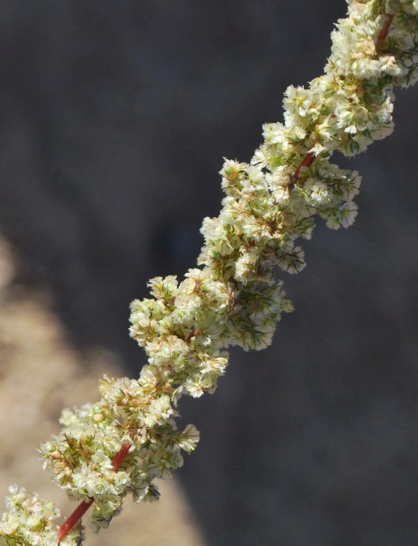 Image of fringed amaranth