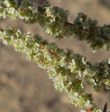 Image of fringed amaranth