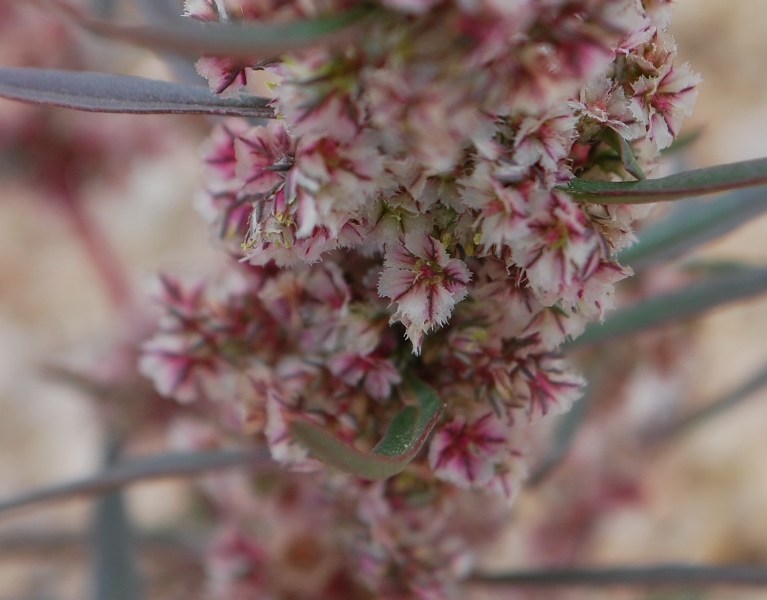 Image of fringed amaranth