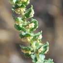 Image of flatspine bur ragweed