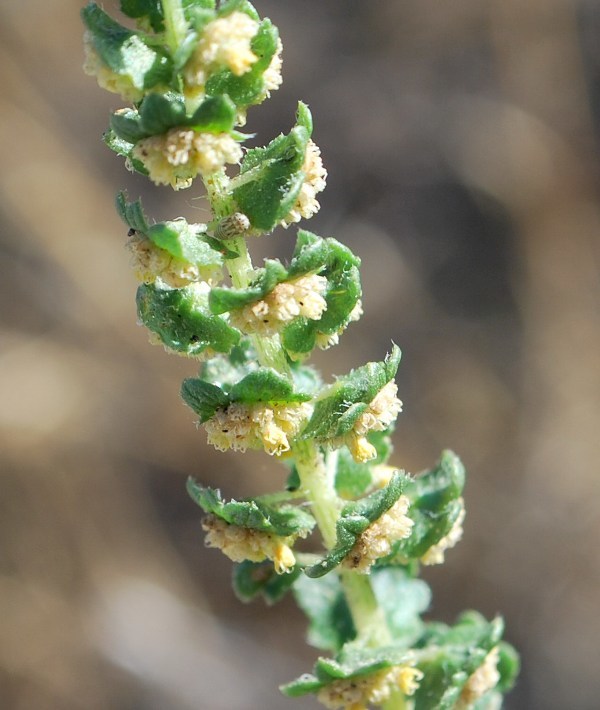 Image of flatspine bur ragweed