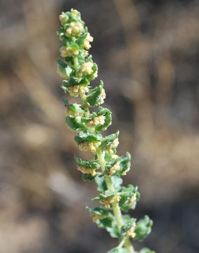 Image of flatspine bur ragweed