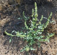 Image of flatspine bur ragweed