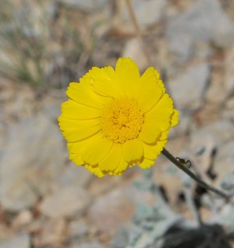 Image of woolly desert marigold