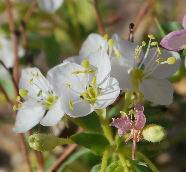 Image of <i>Eremothera <i>boothii</i></i> ssp. boothii