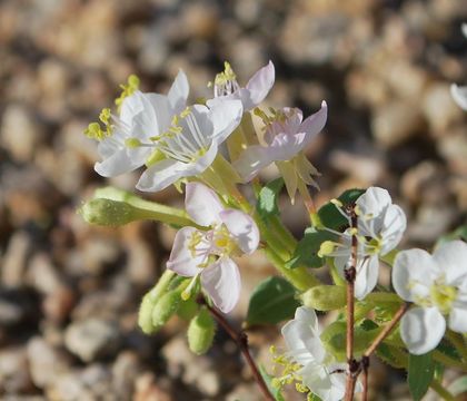 Image of <i>Eremothera <i>boothii</i></i> ssp. boothii