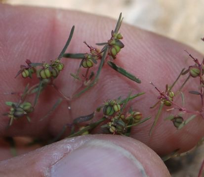 Euphorbia revoluta Engelm. resmi