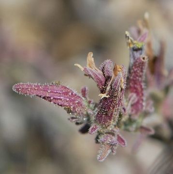 Image of purple bird's-beak