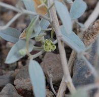 Слика од Croton californicus Müll. Arg.