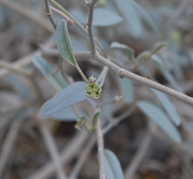 Слика од Croton californicus Müll. Arg.