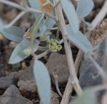 Слика од Croton californicus Müll. Arg.