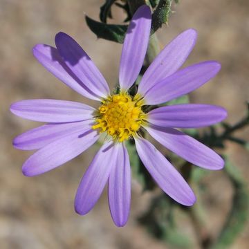 Image of Dieteria canescens var. leucanthemifolia (Greene) D. R. Morgan & R. L. Hartman