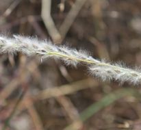 Image of <i>Digitaria <i>californica</i></i> var. californica