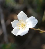 Image of Apache plume