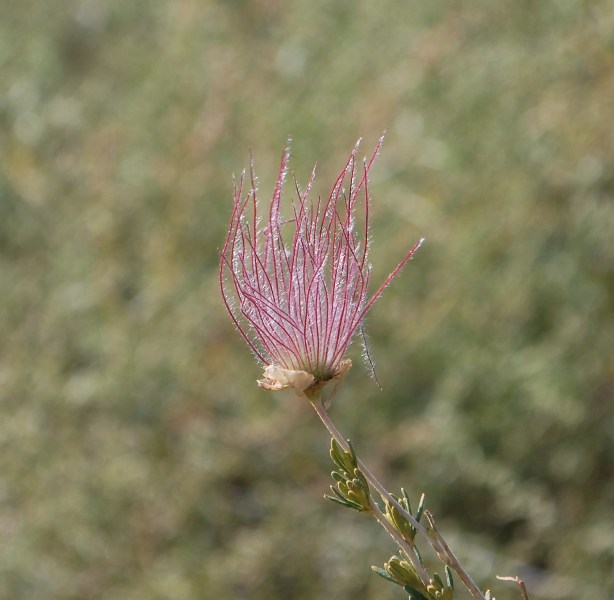 Image of Apache plume