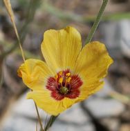 Image of plains flax