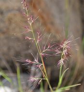 صورة Muhlenbergia pauciflora Buckley