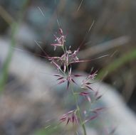 Image of New Mexico muhly