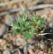 Image of false buffalograss