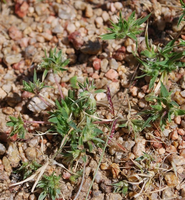 Image of false buffalograss