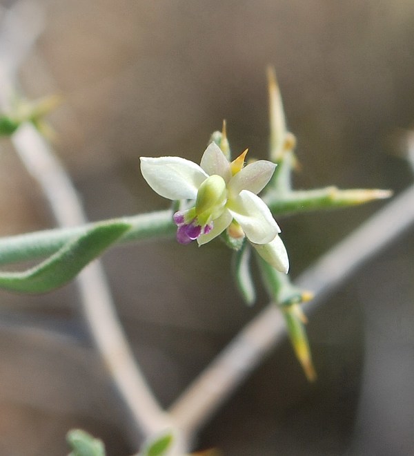 Image of <i>Polygala acanthoclada</i>