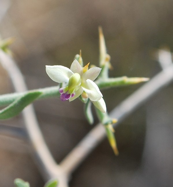 Image of <i>Polygala acanthoclada</i>