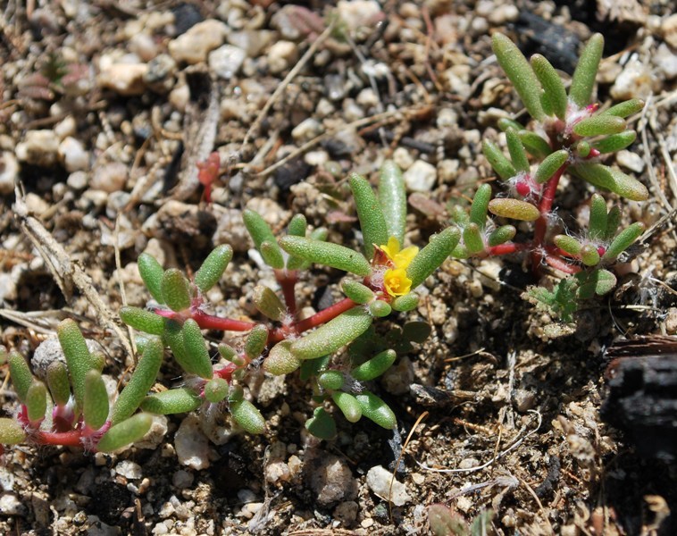 Image of silkcotton purslane