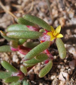 Image of silkcotton purslane