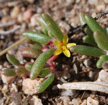 Image of silkcotton purslane