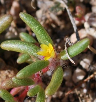 Image of silkcotton purslane