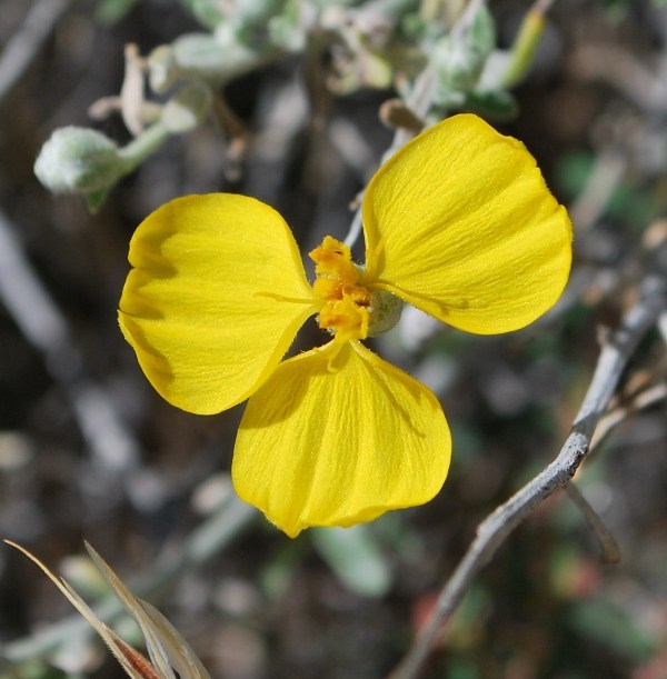 Image of Cooper's paper daisy