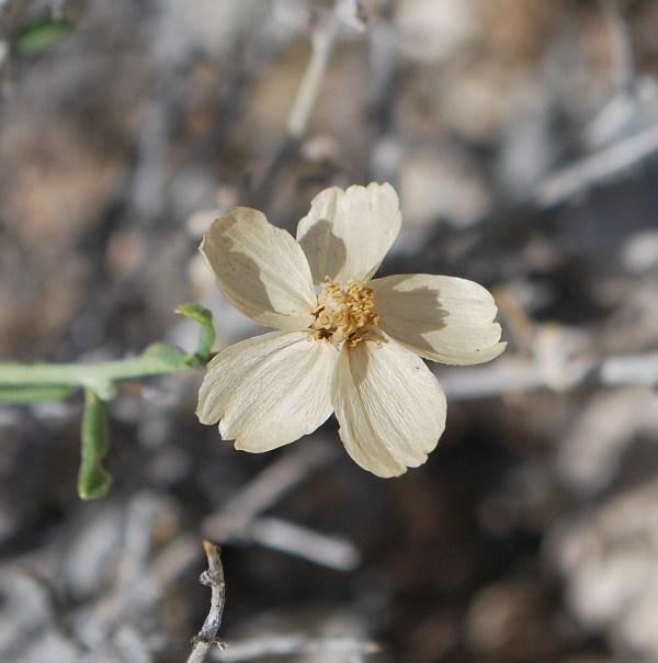 Image of Cooper's paper daisy