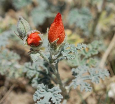 Image of Rusby's globemallow