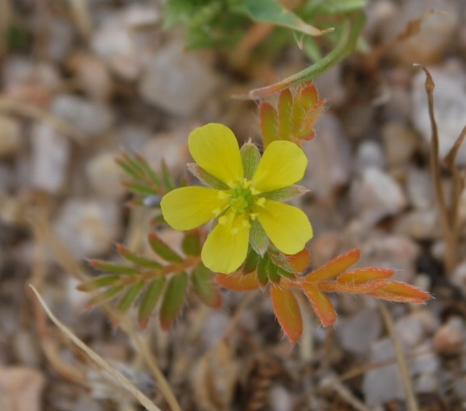 Image of puncturevine