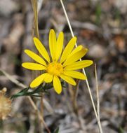 Image of slender goldenweed