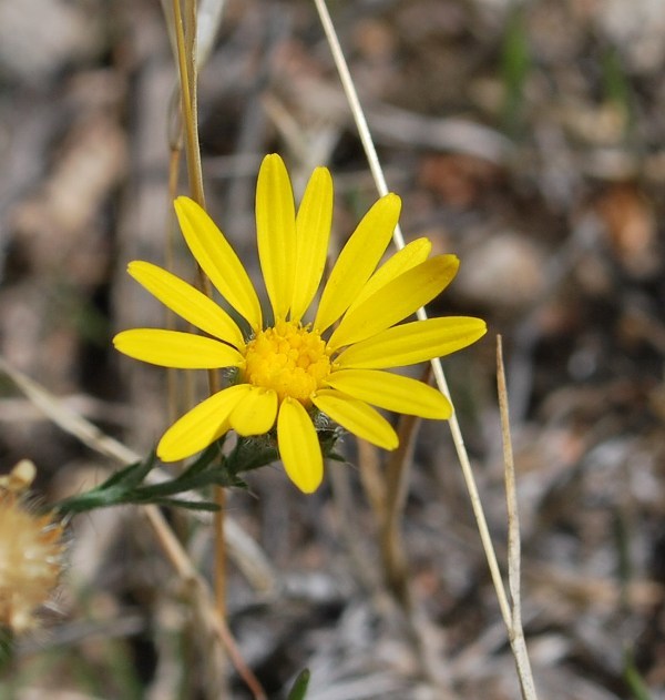 Plancia ëd Xanthisma gracile (Nutt.) D. R. Morgan & R. L. Hartman