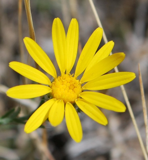 Image of slender goldenweed