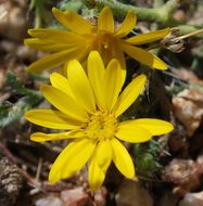 Image of slender goldenweed