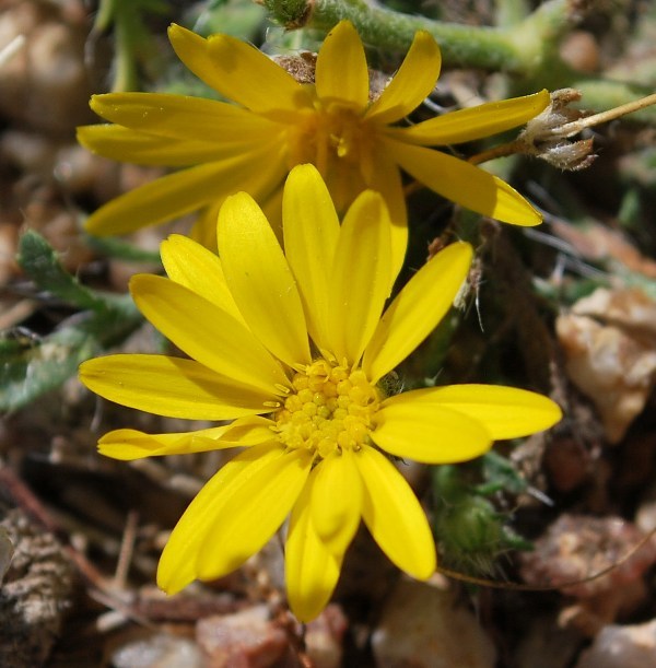 Plancia ëd Xanthisma gracile (Nutt.) D. R. Morgan & R. L. Hartman